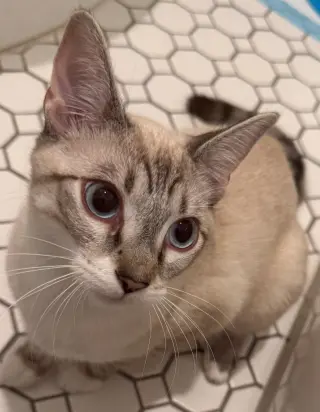 Lily Lynx