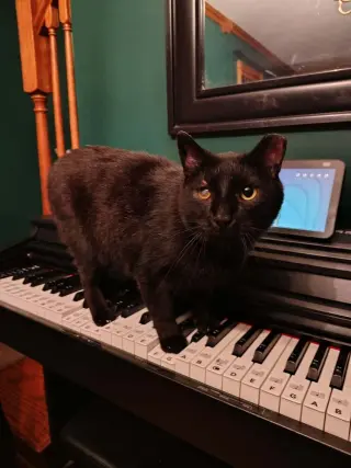 Black Jack