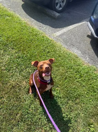 Pup
