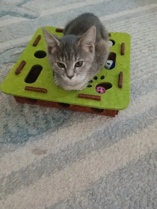 Mab