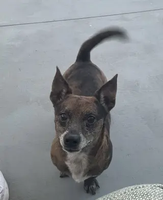 Dewey