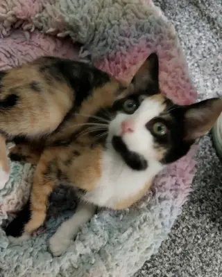 Fairy * IN FOSTER *