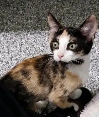 Fairy * IN FOSTER *