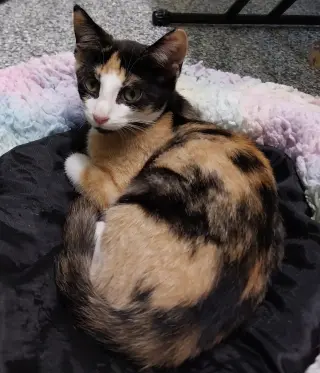 Fairy * IN FOSTER *