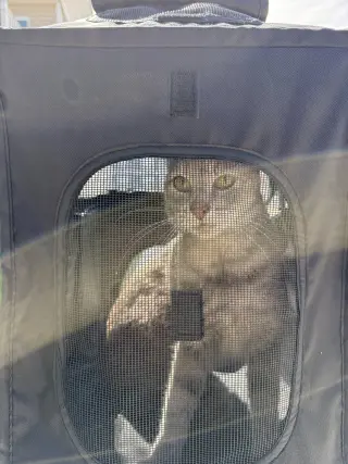 Henrietta-Meet at Petco on Jonestown Rd.