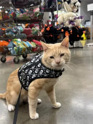 James -Meet at Petco on Jonestown Rd.