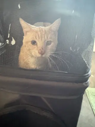 James -Meet at Petco on Jonestown Rd.