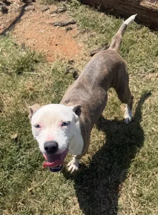 Bonnie