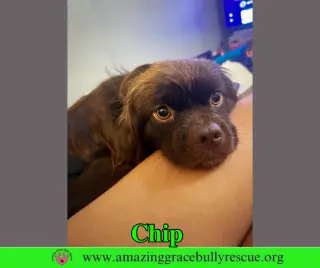 Chip