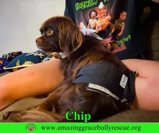 Chip