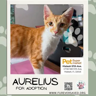 Aurelius