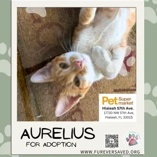 Aurelius