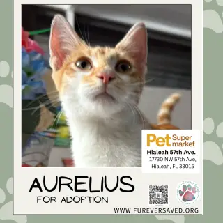 Aurelius