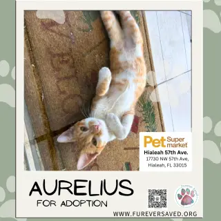 Aurelius