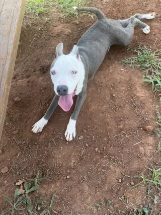Rhino