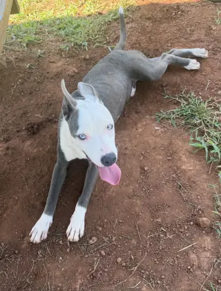 Rhino