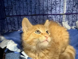 satsuma