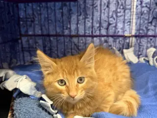 satsuma