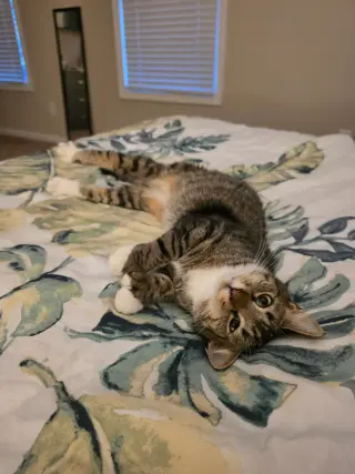 Janie
