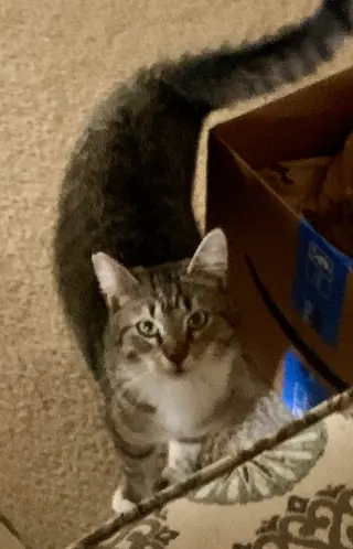Janie