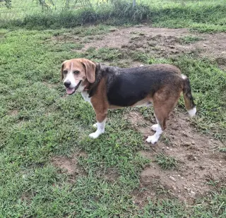 CHARLIE