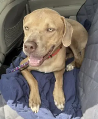 Benny
