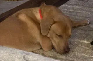 Benny