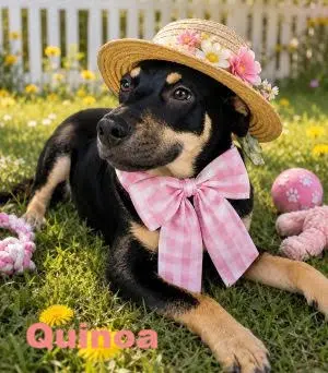 Quinoa