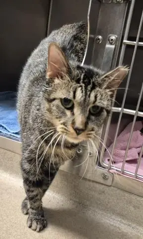 TOM