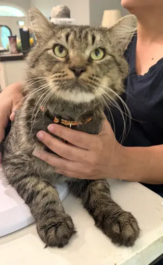 Dangle (Available for pre-adoption)