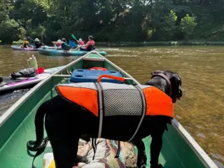 Goose