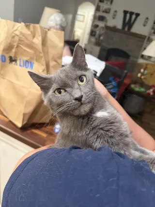 Pawmetto