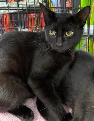 Biscuit