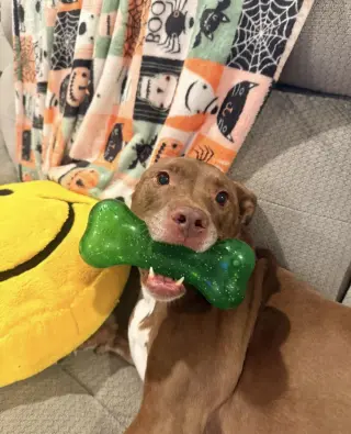SADIE #16