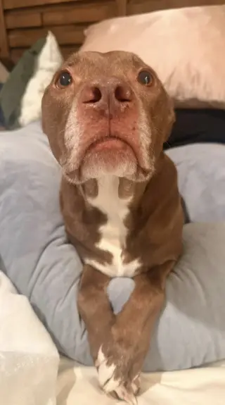 SADIE #16