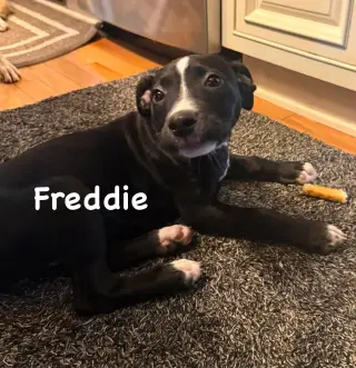 Freddie