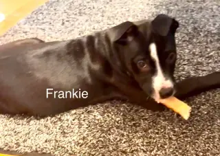 Frankie