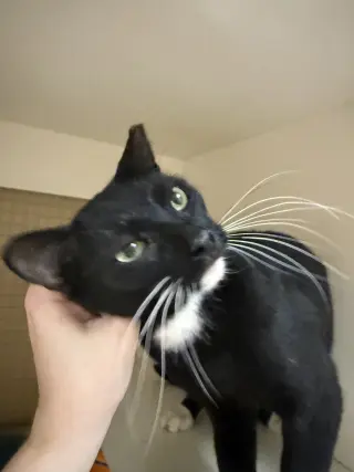 Cosmo Napa petco