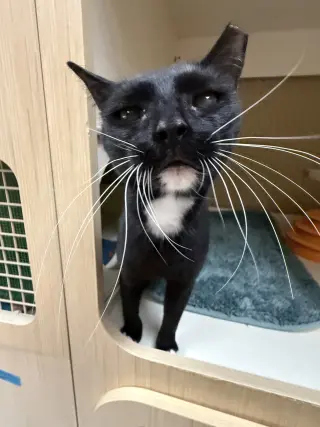 Cosmo Napa petco