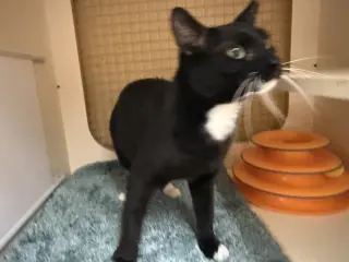 Cosmo Napa petco