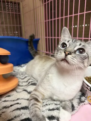 Lilly Napa Petco