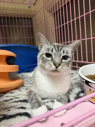 Lilly Napa Petco