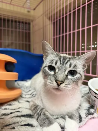 Lilly Napa Petco