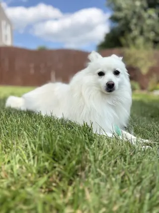 Myia of Bolingbrook IL