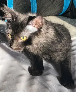 Woody