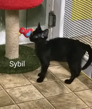 Sybil