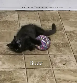Buzz