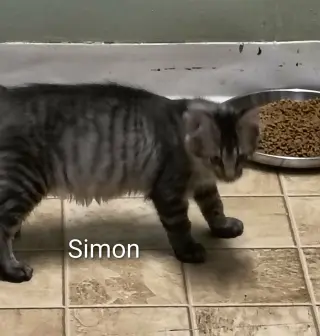 Simon