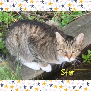 Star