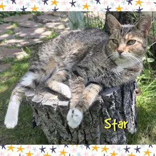 Star
